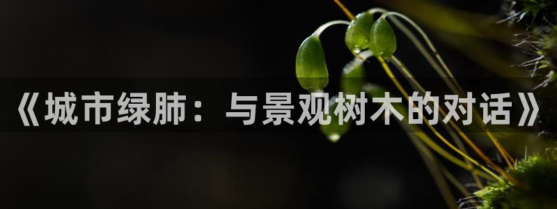 gg新宝gg