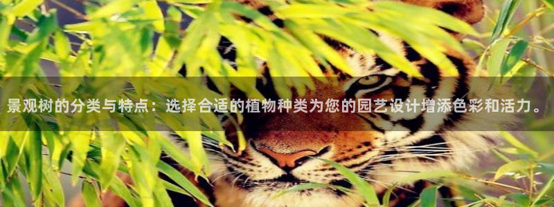新宝gg娱乐上皇巢网