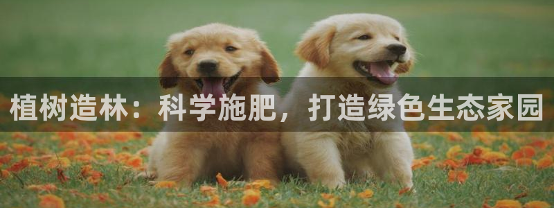 新宝gg 平台怎么样