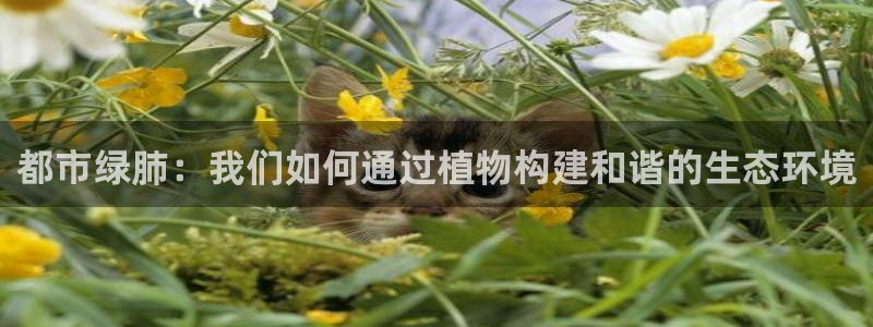 新宝gg龙腾