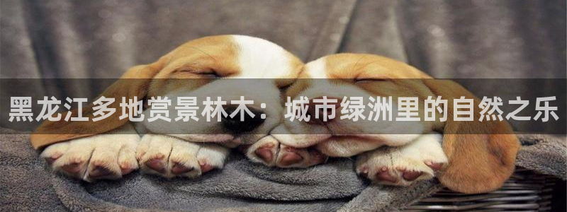 新宝gg会员