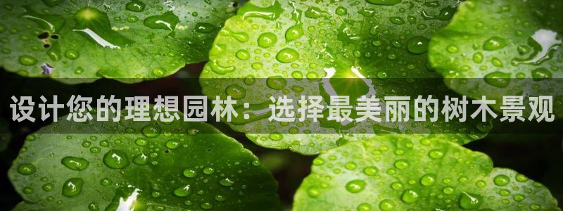 新宝gg开