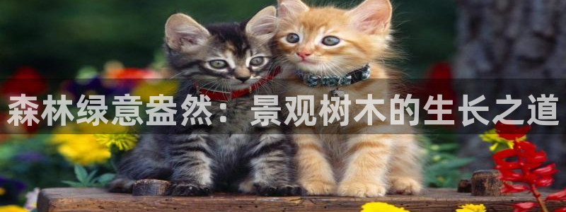 新宝gg如何做到总代理