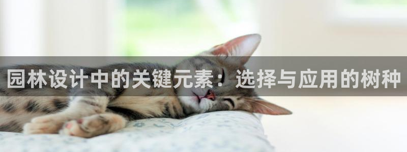 新宝gg游戏平台