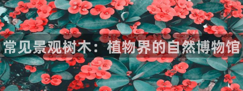 新宝gg为什么没人管