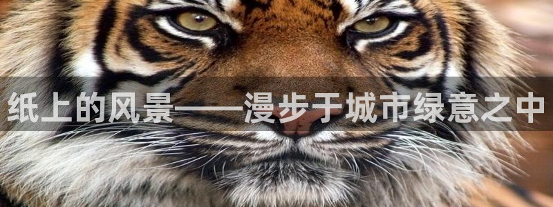 新宝GG绿色