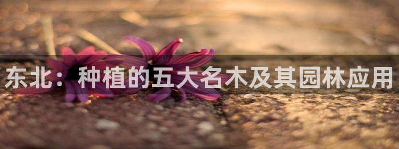 新宝gg手机版下载