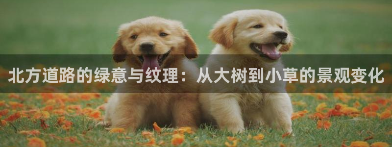 新宝gg客户端下载