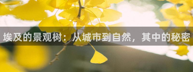 创造奇迹 新宝gg