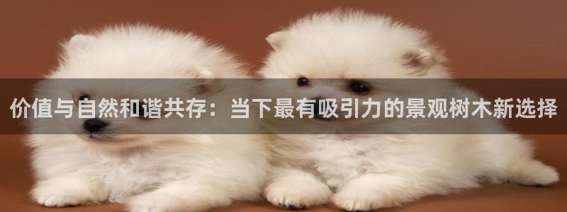 新宝gg 平台怎么样