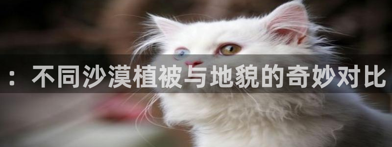 怎么下载新宝gg