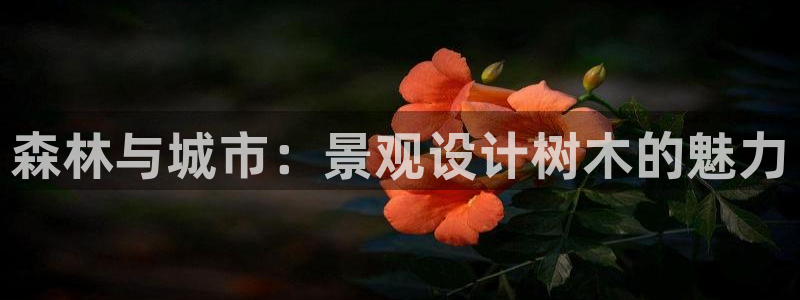 新宝gg招商