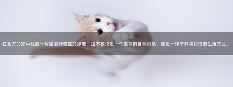新宝gg咨询55312