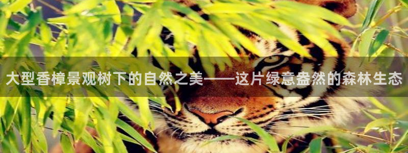 广东新宝电器gg