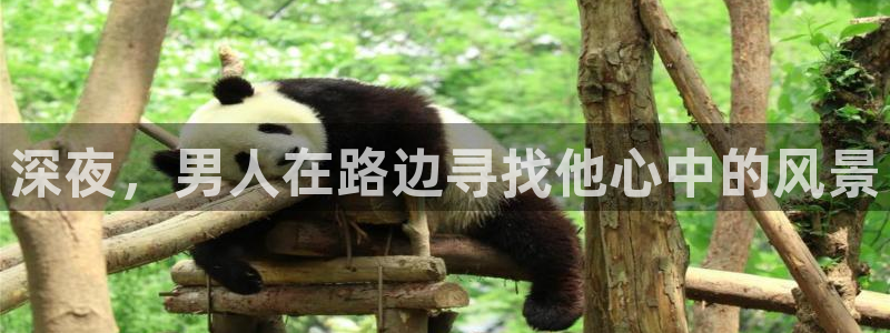 新宝gg返点模式