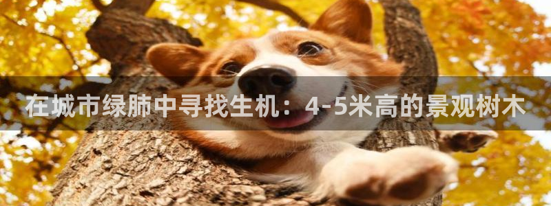 新宝gg重庆：在城市绿肺中寻找生机：4-5米高的景观树木