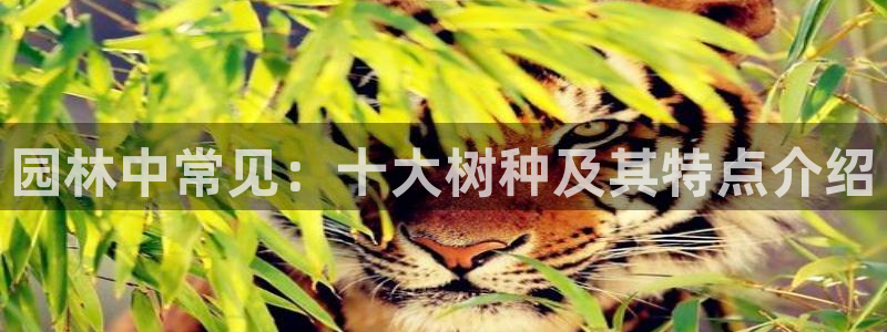 新宝gg返点：园林中常见：十大树种及其特点介绍